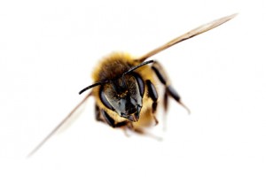 Western honey bee in flight, with sharp focus on its head