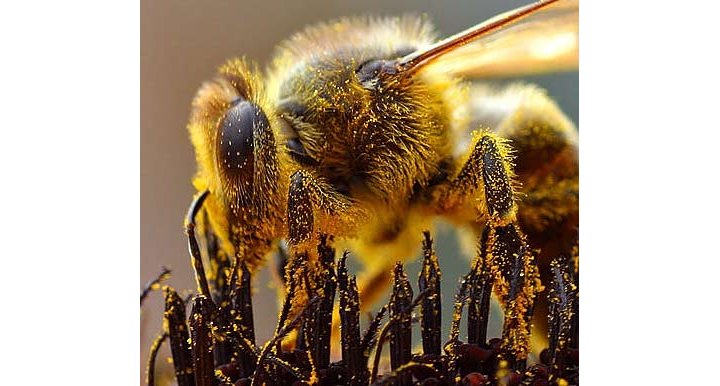 Les abeilles seront-elles sauvées ?